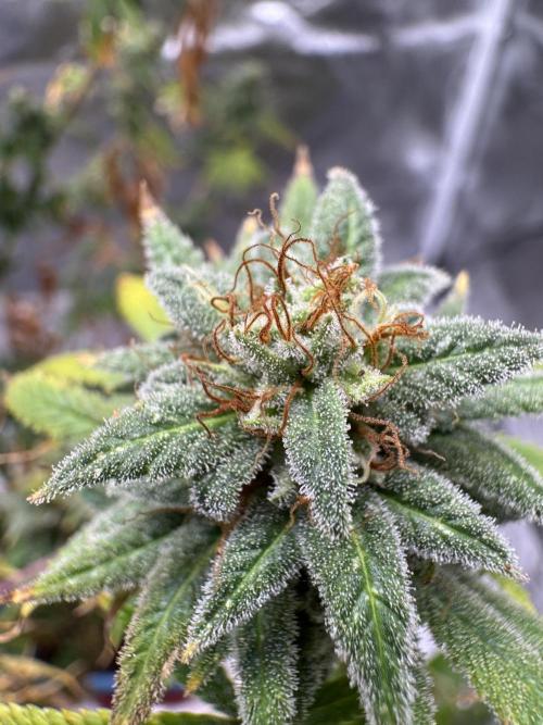 Californian Gold. Week 19