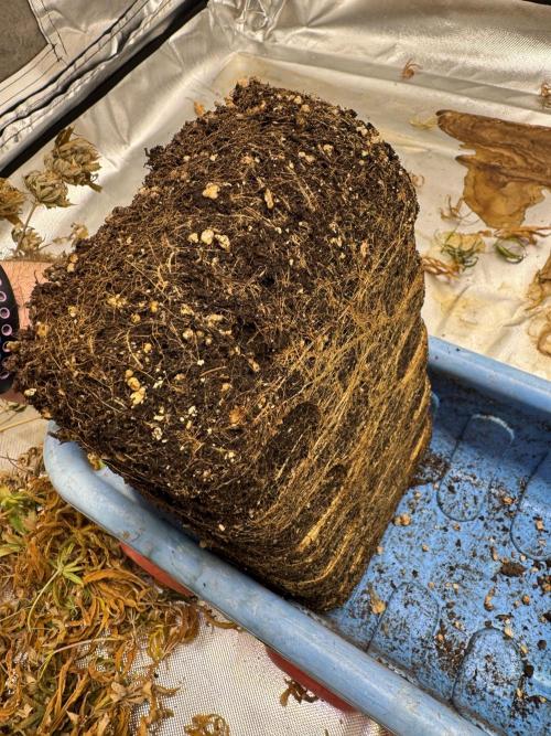 Californian Gold. Week 19