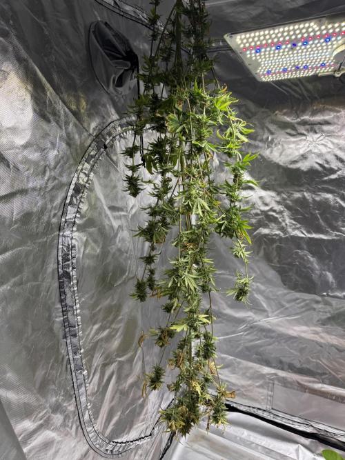 Californian Gold. Week 19