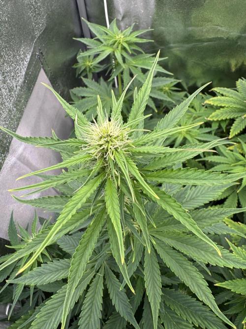 Auto Divine Rapier #3. Week 6