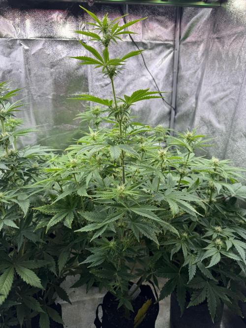 Auto Divine Rapier #4. Week 6