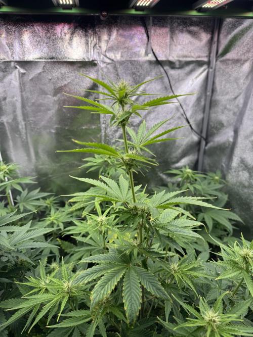 Auto Divine Rapier #4. Week 6