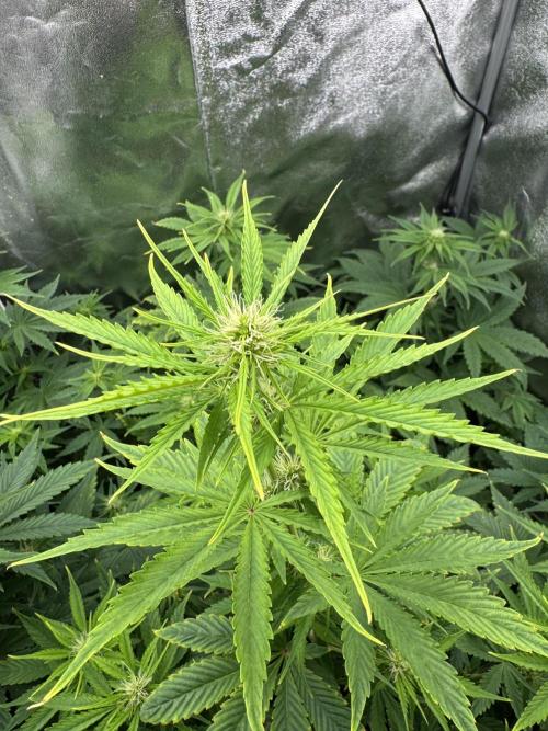 Auto Divine Rapier #4. Week 6