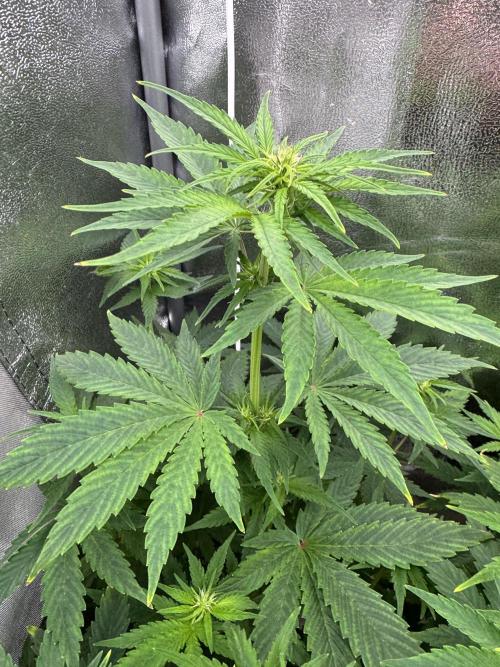 Auto Divine Rapier #1. Week 6