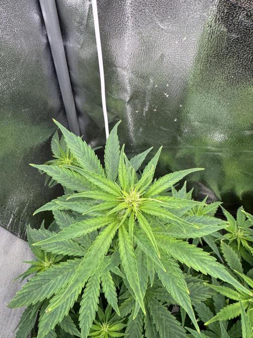 Auto Divine Rapier #1. Week 6