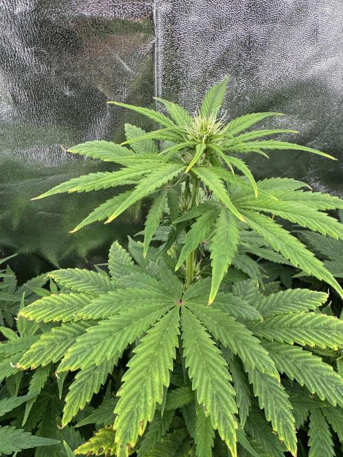 Auto Divine Rapier #2. Week 6