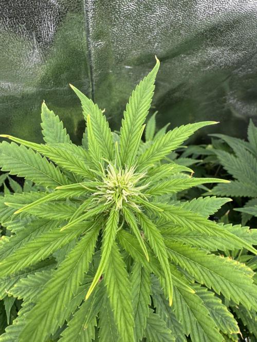 Auto Divine Rapier #2. Week 6