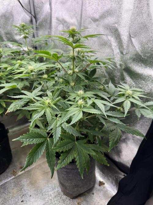 Auto Black Opium #1. Week 6