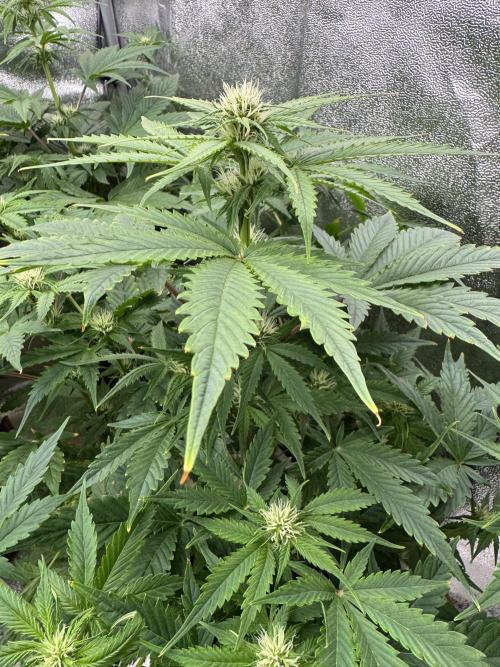 Auto Black Opium #1. Week 6