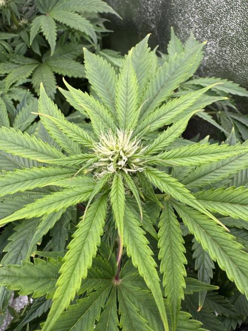 Auto Black Opium #1. Week 6