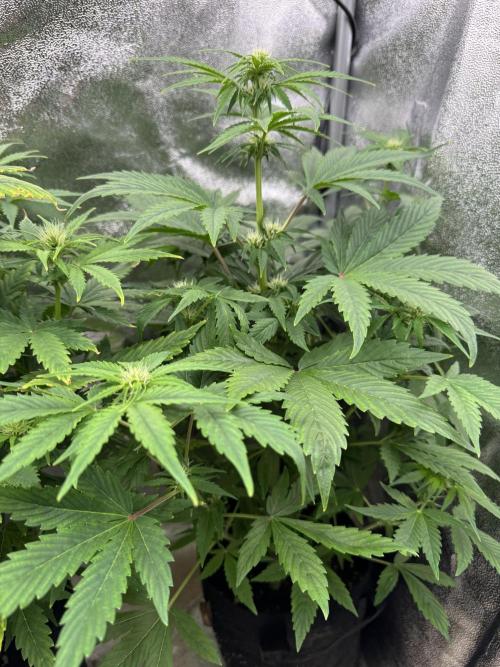 Auto Black Opium #2. Week 6