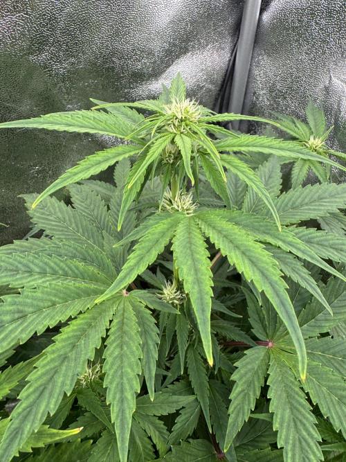 Auto Black Opium #2. Week 6