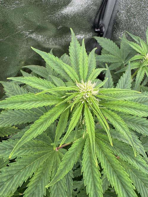 Auto Black Opium #2. Week 6