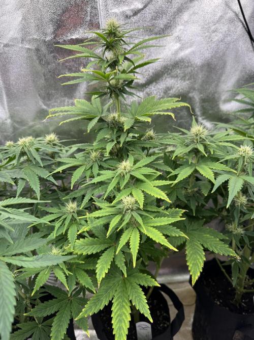 Auto Divine Rapier #1. Week 7