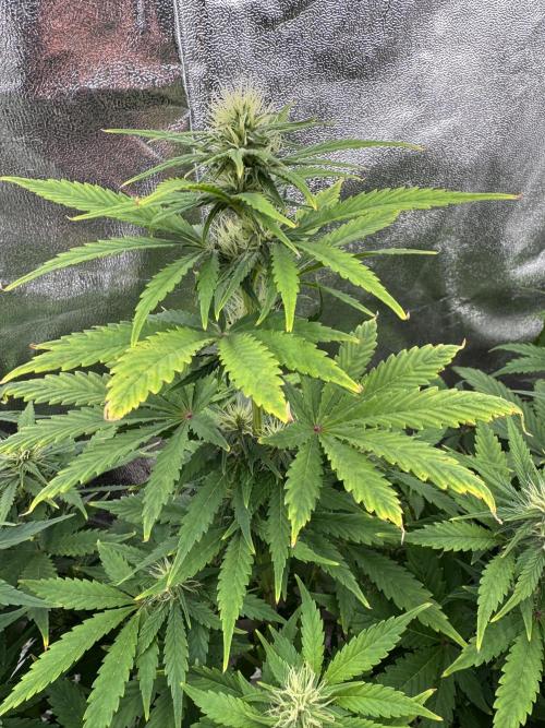 Auto Divine Rapier #1. Week 7