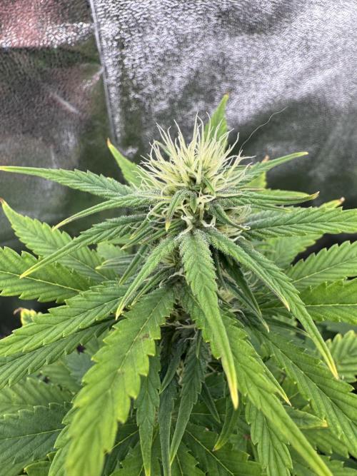 Auto Divine Rapier #1. Week 7