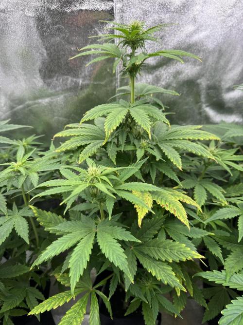 Auto Divine Rapier #1. Week 6