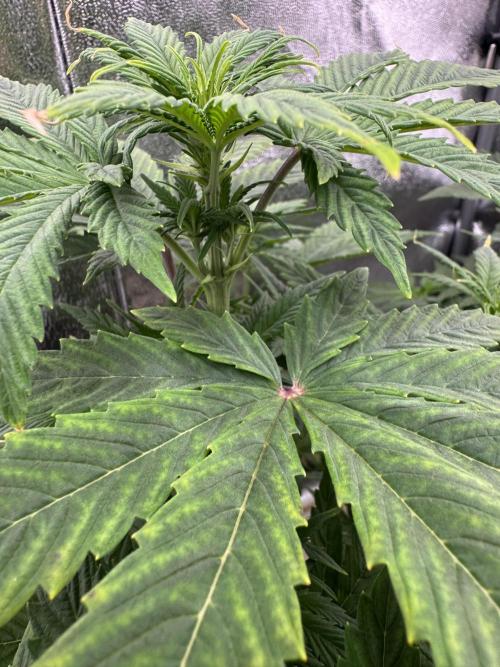 Auto Divine Rapier #1. Week 5