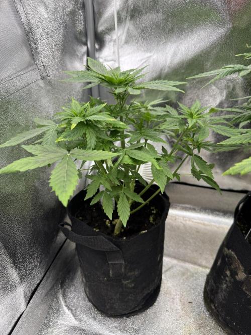 Auto Divine Rapier #2. Week 5