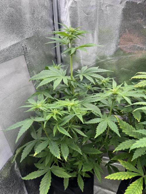 Auto Divine Rapier #2. Week 6