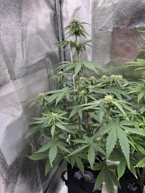 Auto Divine Rapier #2. Week 7