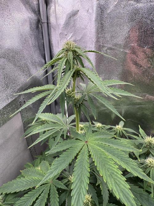 Auto Divine Rapier #2. Week 7