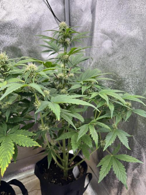 Auto Black Opium #2. Week 7