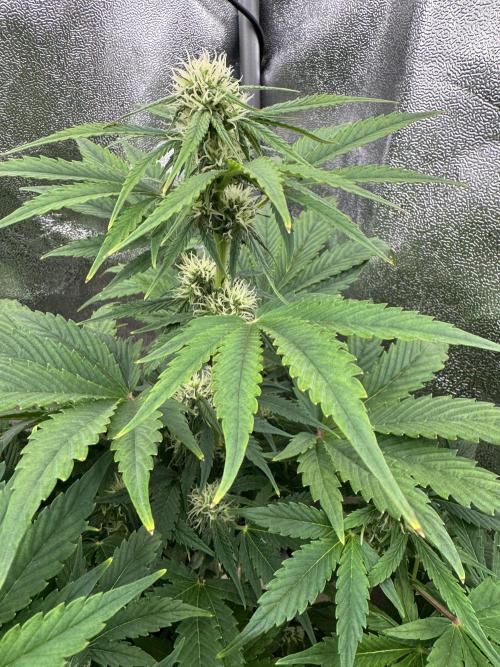 Auto Black Opium #2. Week 7