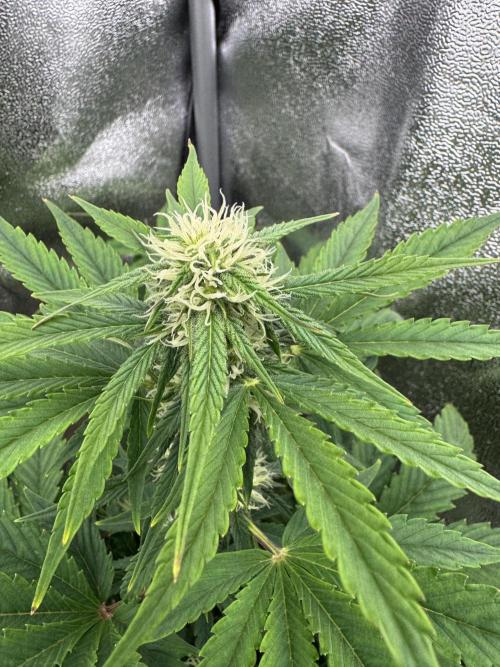 Auto Black Opium #2. Week 7