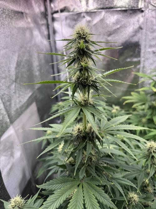 Auto Divine Rapier #3. Week 7