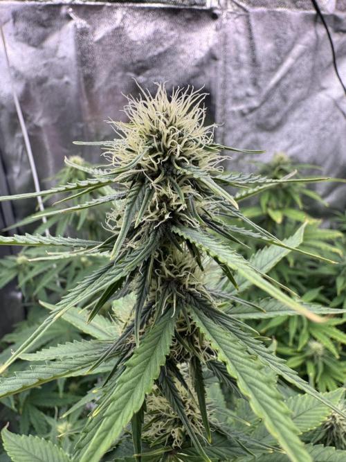 Auto Divine Rapier #3. Week 7