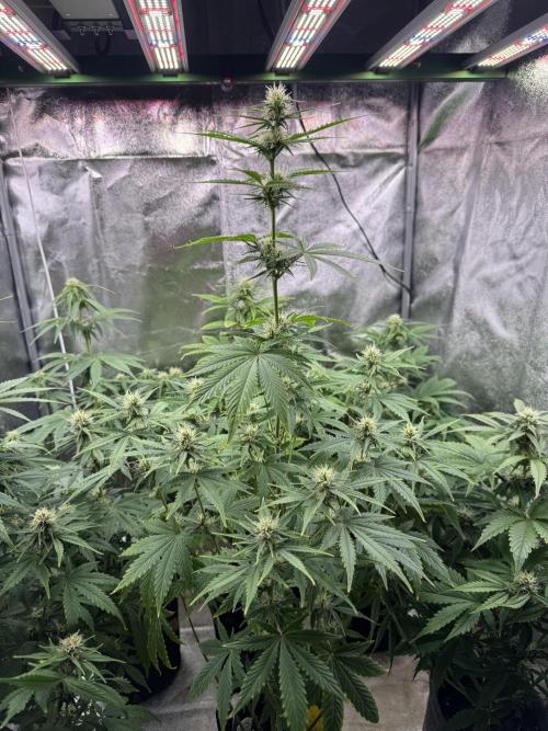 Auto Divine Rapier #4. Week 7