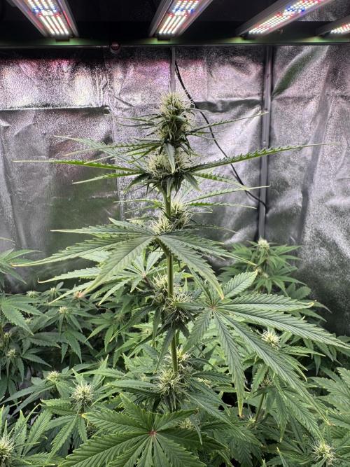 Auto Divine Rapier #4. Week 7