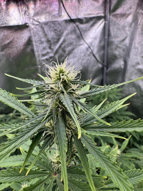 Auto Divine Rapier #4. Week 7