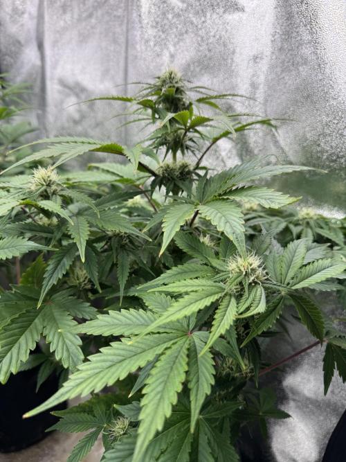 Auto Black Opium #1. Week 7