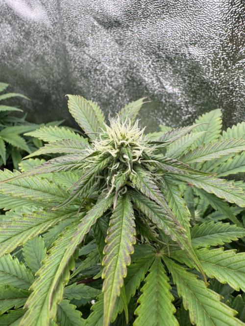 Auto Black Opium #1. Week 7