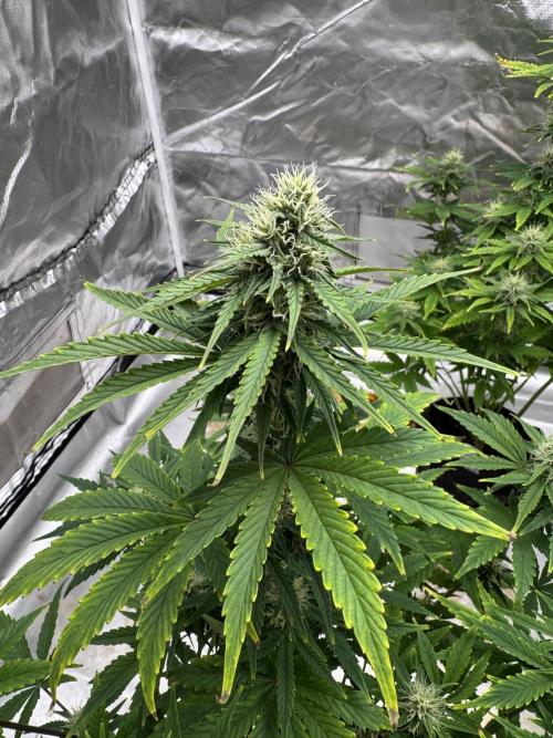 Auto Divine Rapier #2. Week 8