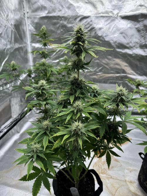 Auto Divine Rapier #1. Week 8