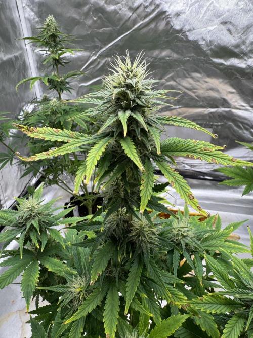 Auto Divine Rapier #1. Week 8