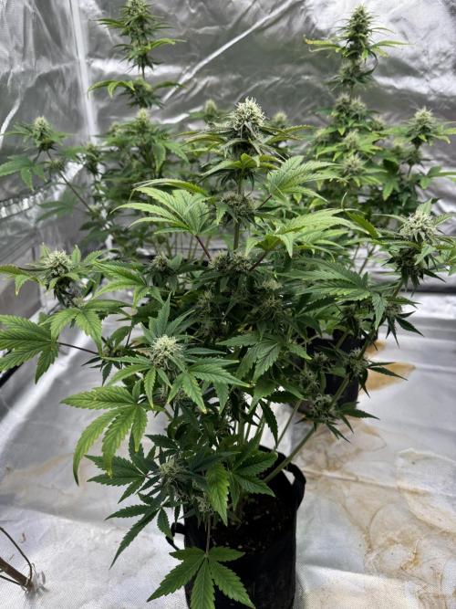 Auto Black Opium #2. Week 8