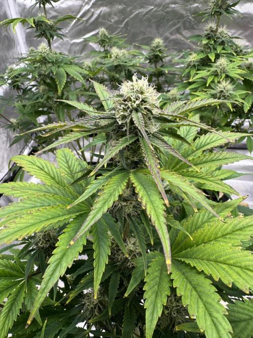 Auto Black Opium #2. Week 8