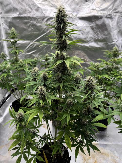 Auto Divine Rapier #3. Week 8