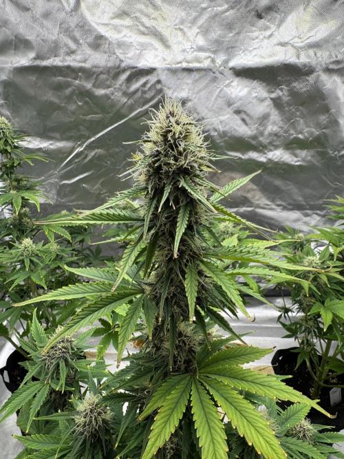 Auto Divine Rapier #3. Week 8