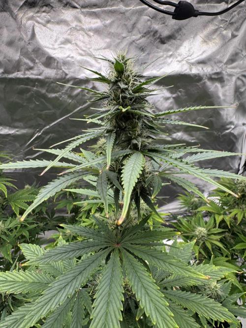 Auto Divine Rapier #4. Week 8