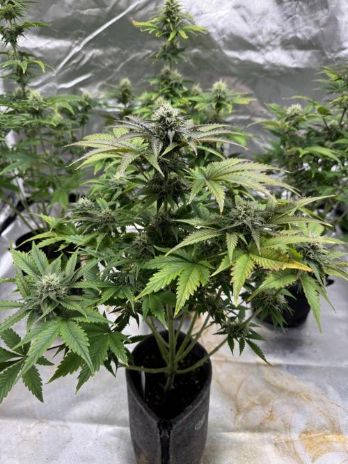 Auto Black Opium #1. Week 8