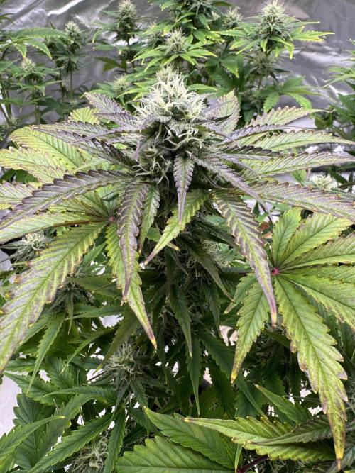 Auto Black Opium #1. Week 8