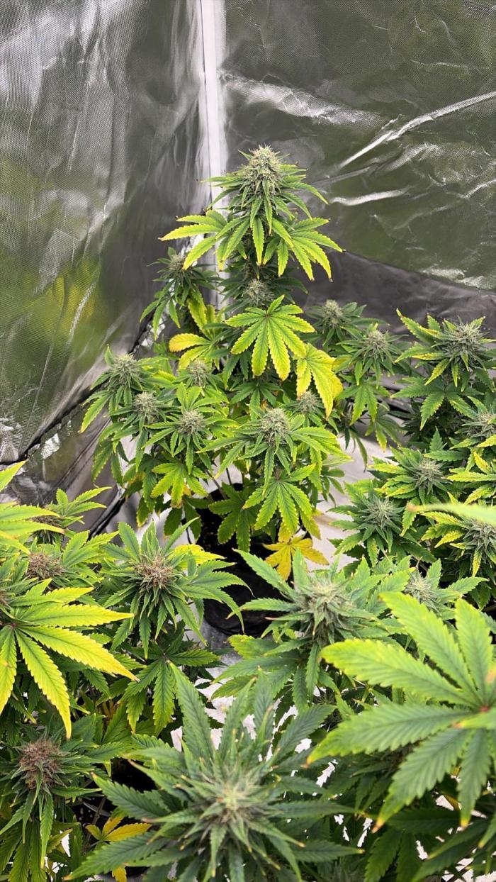 Auto Divine Rapier #2. Week 9