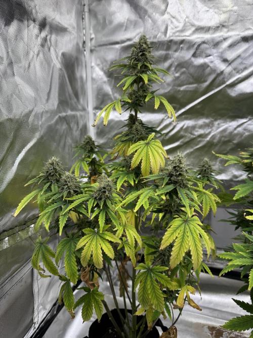 Auto Divine Rapier #2. Week 10