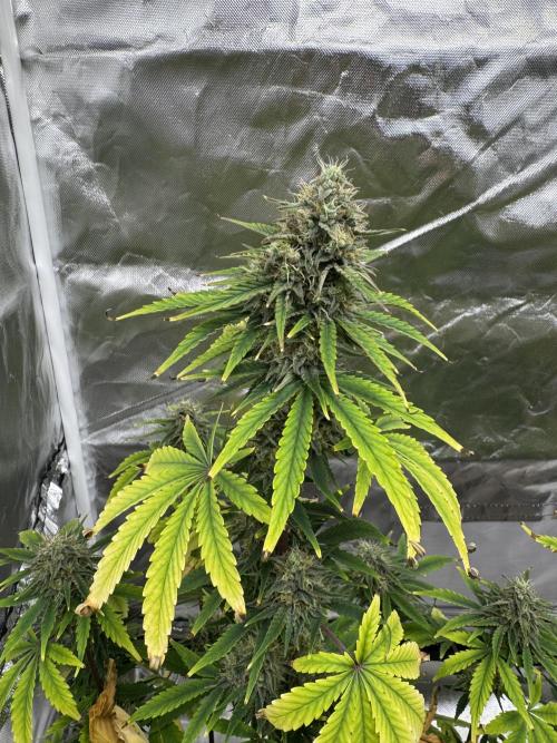 Auto Divine Rapier #2. Week 10