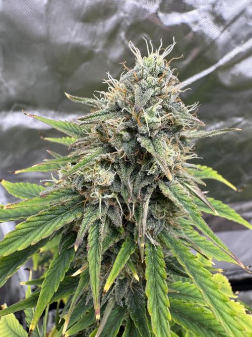 Auto Divine Rapier #2. Week 10